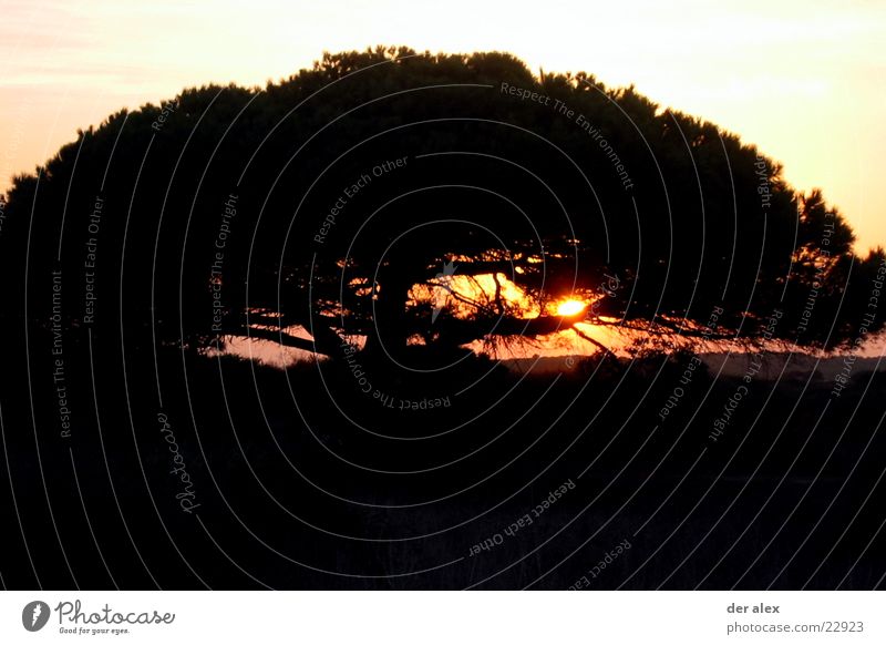 baumimweg Sonnenuntergang Gegenlicht Baum Spanien schwarz Einsamkeit dunkel feurig heiß Kontrast Natur Abend Brand