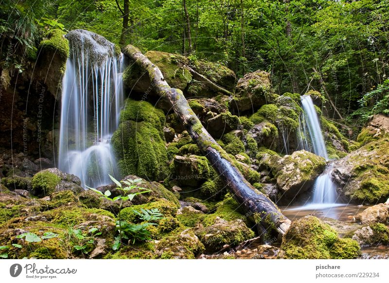 Bärenschützklamm II Umwelt Natur Urelemente Wasser Baum Moos Bach Wasserfall exotisch schön grün Zufriedenheit ruhig Umweltschutz Farbfoto Außenaufnahme Tag