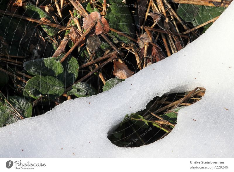 Getautes Loch in einer Schneedecke auf dem Acker Umwelt Natur Pflanze Frühling Winter Schönes Wetter Blatt Wildpflanze kalt braun grün weiß Wandel & Veränderung