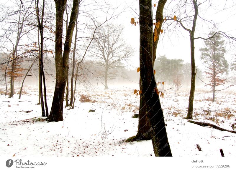 winterwald Natur Landschaft Winter Nebel Schnee Baum Park Wald träumen hell braun grau schwarz weiß Gefühle Zufriedenheit Lebensfreude ruhig stagnierend