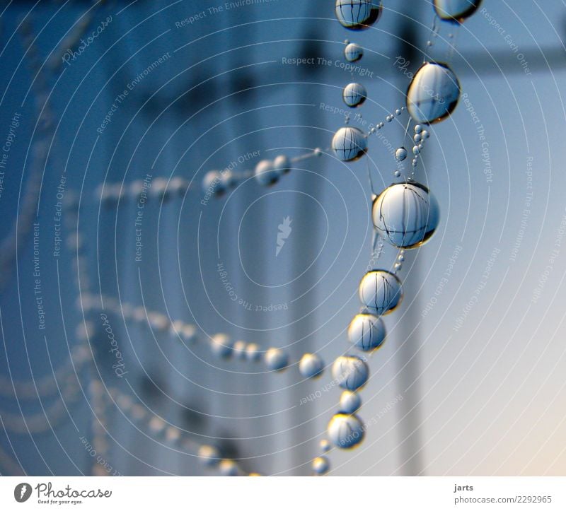vernetzt Himmel Schönes Wetter frisch nass natürlich Natur Netzwerk Zaun Tropfen Reflexion & Spiegelung Spinnennetz Farbfoto Außenaufnahme Nahaufnahme
