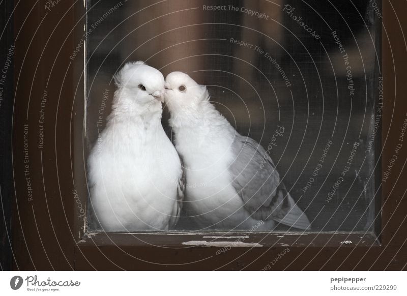 fenster love story Fenster Tier Nutztier Vogel Taube 2 Tierpaar Holz Glas Brunft berühren krabbeln Küssen Liebe sitzen träumen braun grau weiß Glück