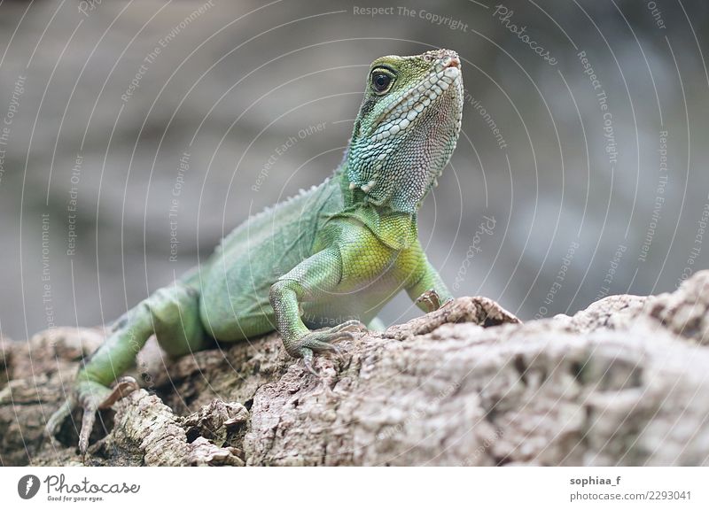 Porträt eines grünen Leguans, große Eidechse auf einem Ast sitzend Lizard Reptil Leguane anluven Schuppen Auge abschließen Grüner Leguan Smaragdeidechse
