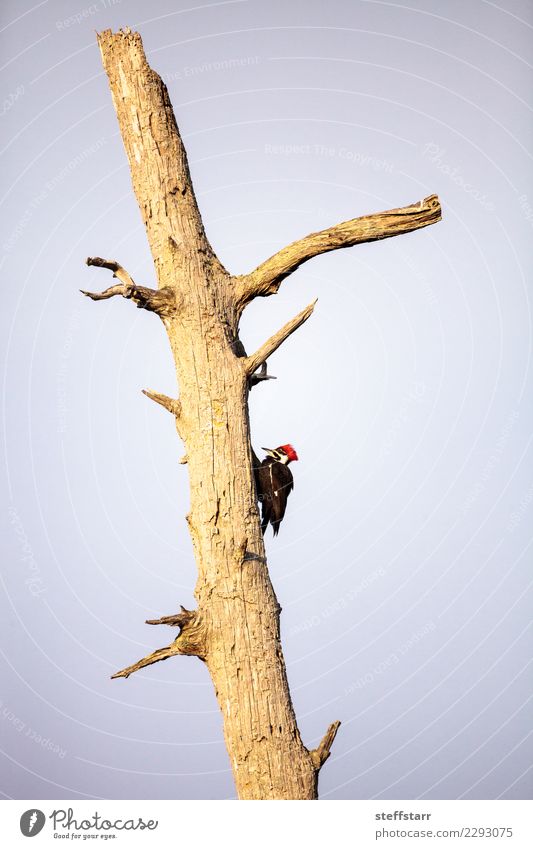 Männlicher pileated Spechtvogel Dryocopus pileatus Mann Erwachsene Natur Baum Tier Vogel 1 rot schwarz Stapelspecht Nest Golfloch Zypressenbaum