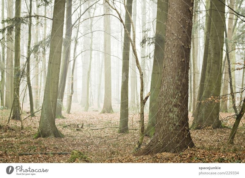Finsterwalde Umwelt Natur Landschaft Pflanze Baum Blatt Wald Nebel Nebelschleier Farbfoto Außenaufnahme Menschenleer Tag Dunst Dämmerung Baumstamm