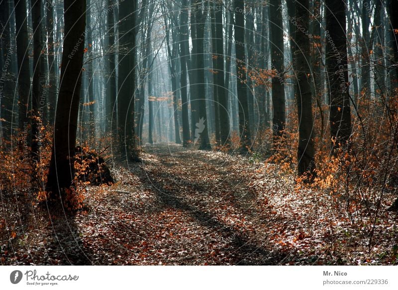 noch´ n wald Umwelt Natur Herbst Winter Klima Klimawandel Schönes Wetter Baum Blatt Wald Wachstum Fußweg Geäst Waldboden Holz Forstweg Menschenleer Mischwald