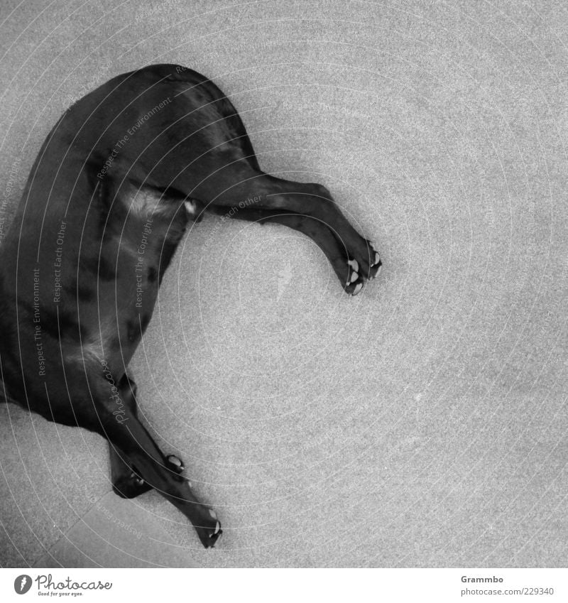Schiefliegen Tier Haustier Hund 1 grau schwarz Schieflage Schwarzweißfoto Innenaufnahme Textfreiraum rechts Textfreiraum unten Hintergrund neutral