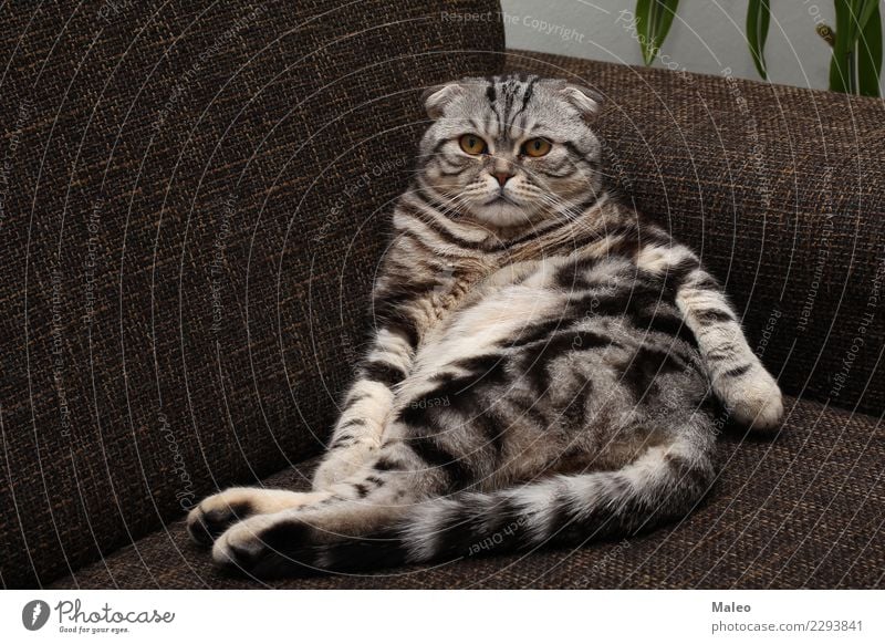 Lasst mich in Ruhe ! Tierporträt schön Reinrassig Hauskatze Englisch kurzhaarig Katze Katzenauge Haustier grau Freundlichkeit Säugetier Liebling sitzen