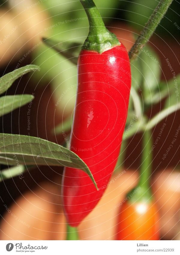 Pepperoni Makroaufnahme rot Paprika kochen & garen Ernährung Nahaufnahme Scharfer Geschmack Chilli