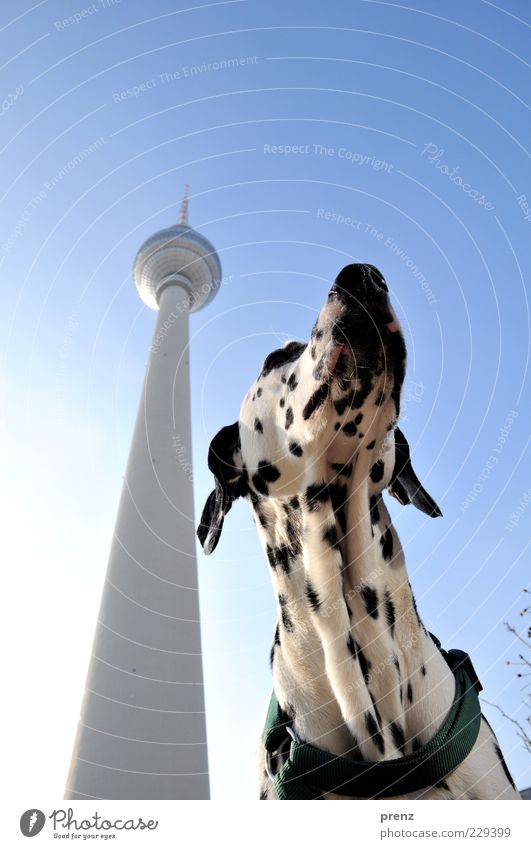 Dalmatiner Tier Haustier Hund 1 dünn schwarz weiß Ferne Rassehund Turm Fernsehturm Berlin Alexanderplatz Berlin-Mitte Sehenswürdigkeit Himmel Kopf Ohr hoch