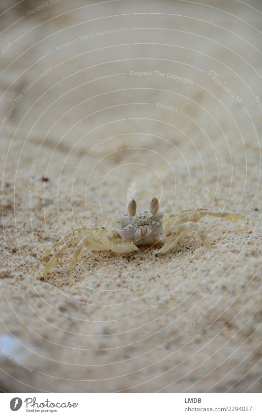 Kleiner Krabbulant (für M) Umwelt Tier Strand Wildtier Krabbe 1 klein Blick Wachsamkeit krabbeln Krebstier Ferien & Urlaub & Reisen Urwald nützlich fleißig