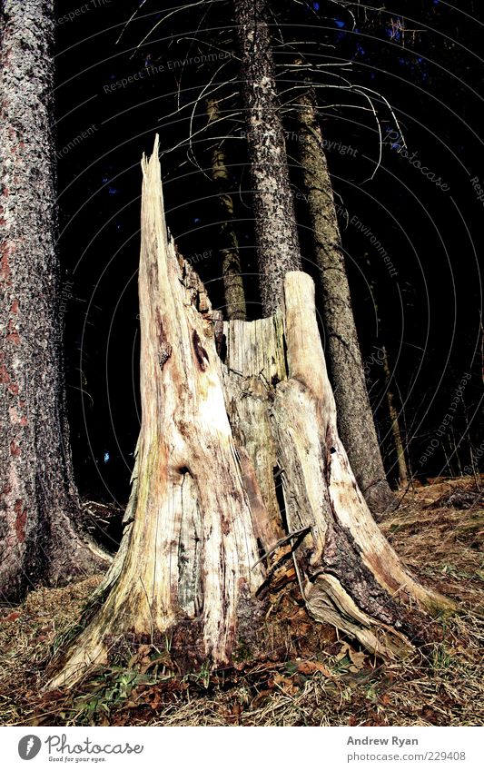 Broken Umwelt Natur Pflanze Baum Wald einfach Baumstamm Holz gebrochen Totholz Farbfoto Außenaufnahme Menschenleer Tag Licht Froschperspektive Umweltschutz