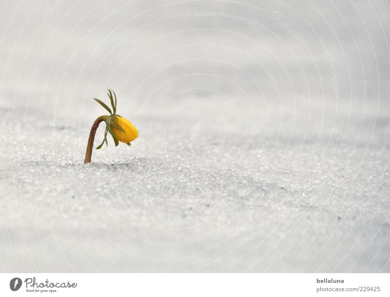 Einsamkeit // Trotz Natur Pflanze Frühling Wetter Eis Frost Schnee Blume Blüte Wildpflanze hell schön gelb weiß Frühblüher Winterlinge trotzig Farbfoto
