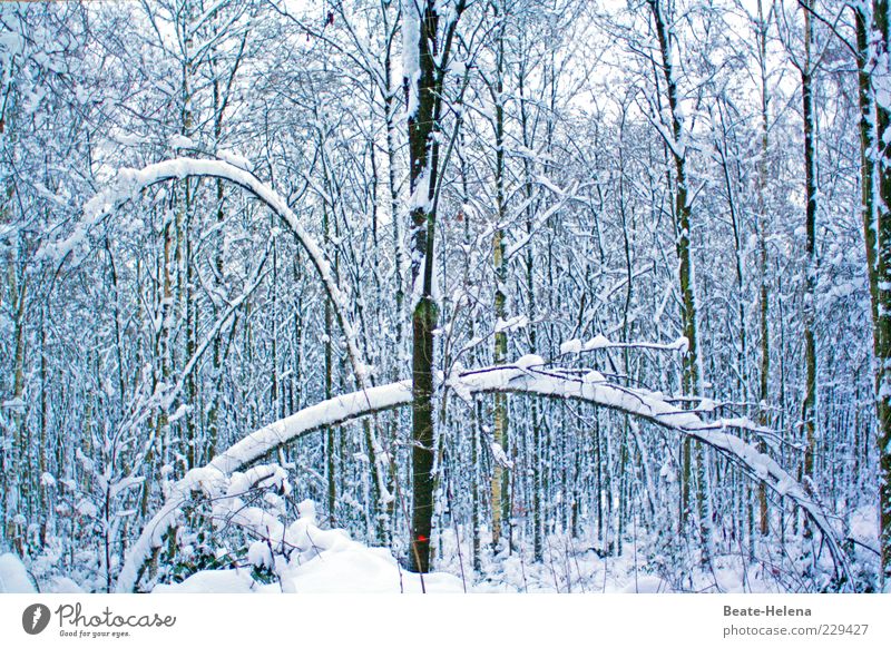 Fantastisch elastisch - auch bei frostigem Wetter Winter Schnee Natur Pflanze Eis Frost Wald Wachstum ästhetisch dünn braun weiß Baum Spannung Schneelast