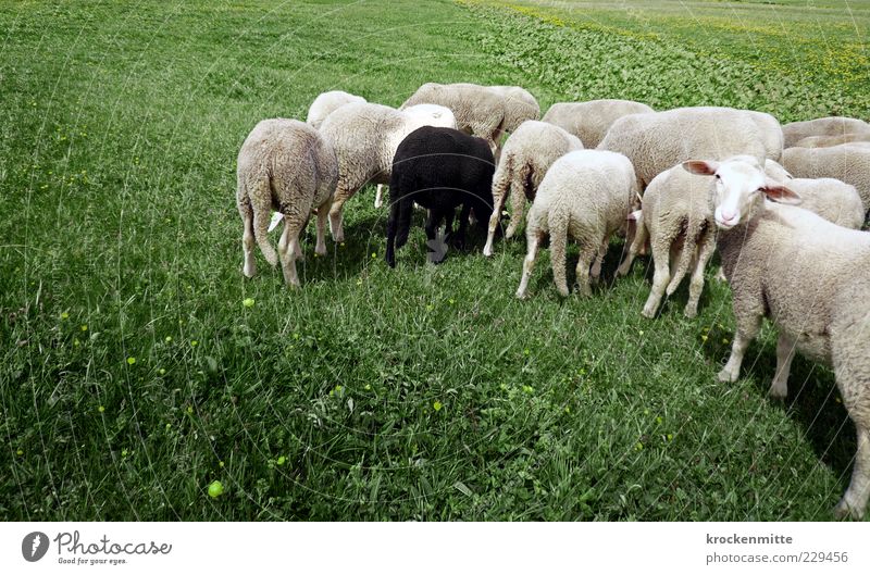 genug Gras für alle Umwelt Natur Landschaft Grünpflanze Wiese Tier Nutztier Schaf Tiergruppe Herde Zeichen grün schwarz weiß Geborgenheit friedlich