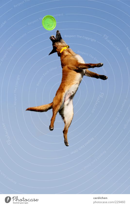 Einsame Spitze Tier Haustier Hund 1 Spielen springen blau braun Frisbee Hundespielzeug Aktion Gesundheit Fitness Dynamik Körperspannung Farbfoto Außenaufnahme