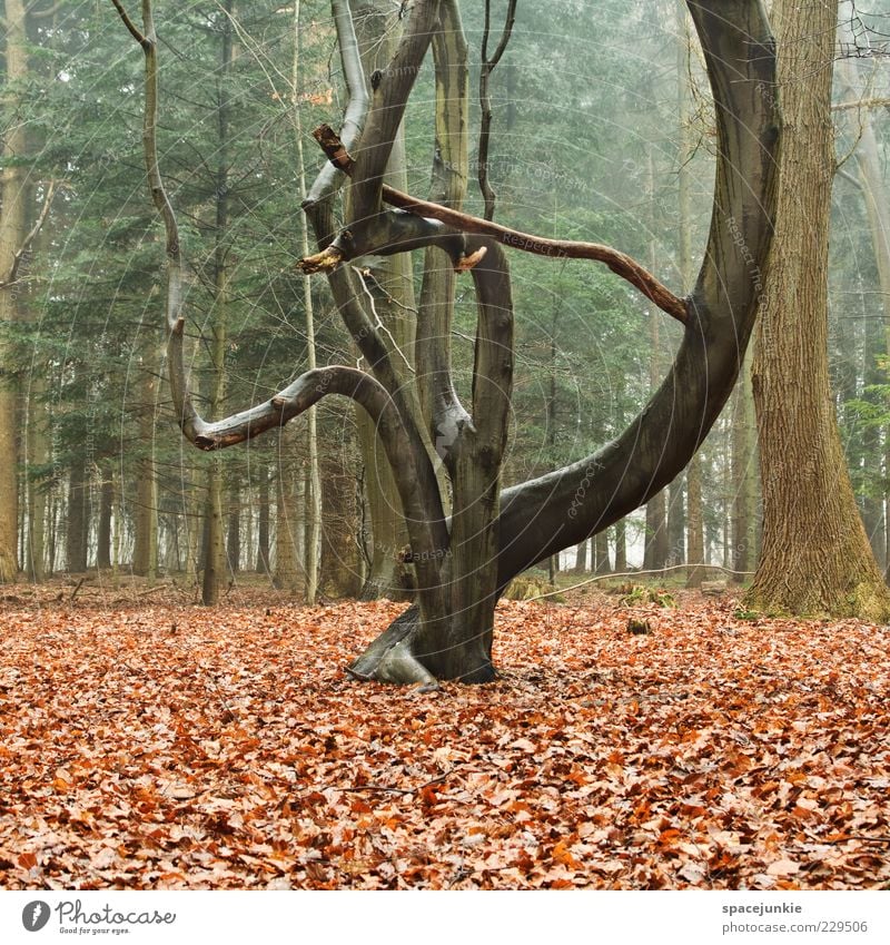 tree Umwelt Natur Pflanze Baum Wald außergewöhnlich Blatt verwachsen aufsteigen sperrig Holz Landschaft leer Nebel Farbfoto Außenaufnahme Menschenleer Wachstum