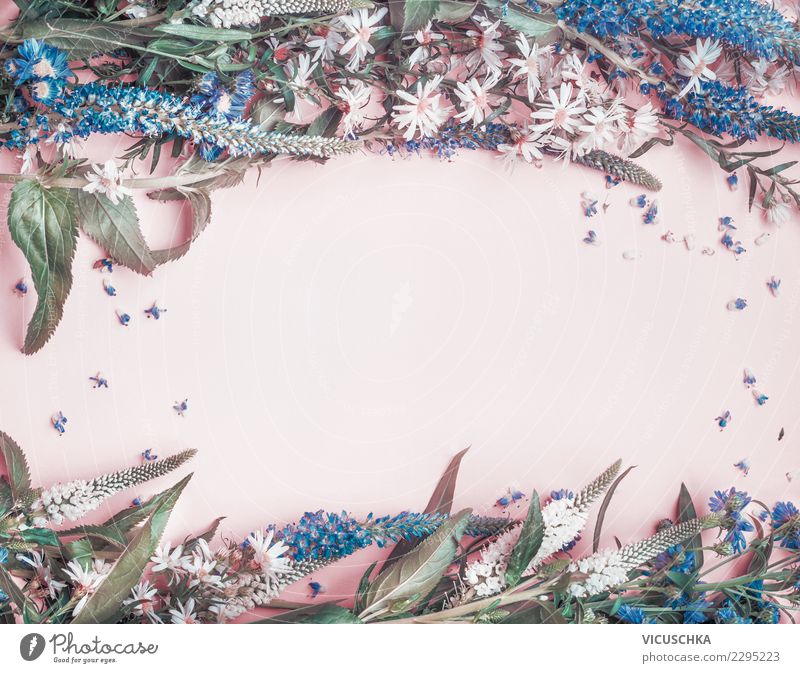 Wilde Blumen Hintergrund Rahmen Stil Design Valentinstag Natur Pflanze springen retro rosa Hintergrundbild wild blau Farbfoto Innenaufnahme Studioaufnahme