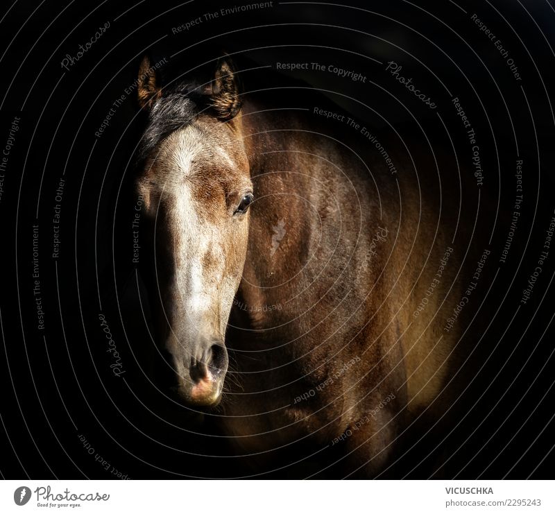 Pferdekopf Porträt am dunklen Hintergrund Stil Design Tier 1 Vollblutaraber Pferdestall Farbfoto Innenaufnahme Textfreiraum Mitte