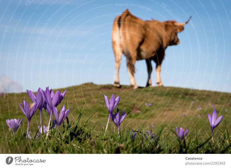Krokusse im Vordergrund, dahinter eine Kuh Landschaft Pflanze Tier Himmel Sommer Schönes Wetter Blume Gras Blatt Blüte Alm Weide Wiese Hügel Alpen Nutztier 1
