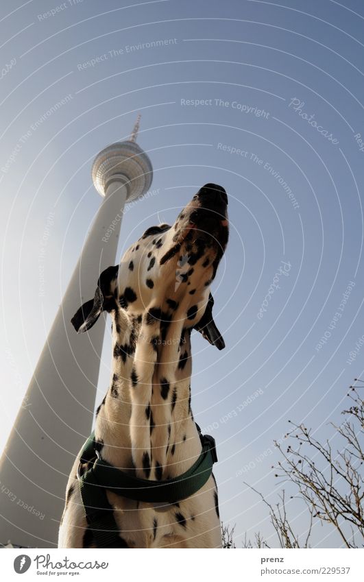 Fernsehturm Tier Luft Himmel Wolkenloser Himmel Stadt Hauptstadt Menschenleer Turm Architektur Haustier Hund 1 blau schwarz weiß Dalmatiner Kopf Ohr