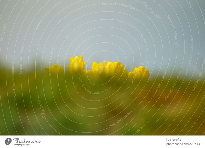 Warten Umwelt Natur Landschaft Pflanze Himmel Frühling Blume Gras Tulpe Wiese Wachstum schön gelb Erwartung Farbfoto Außenaufnahme Menschenleer Tag Unschärfe