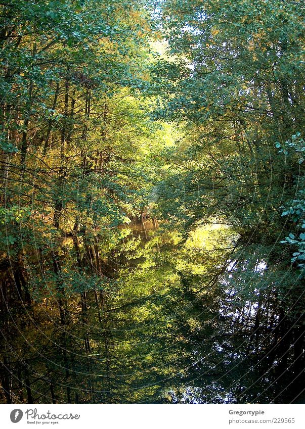 Spiegelbild Natur Wasser Baum Sträucher Blatt Moor Sumpf Teich See grün Umwelt Farbfoto Außenaufnahme Menschenleer Tag Kontrast Reflexion & Spiegelung