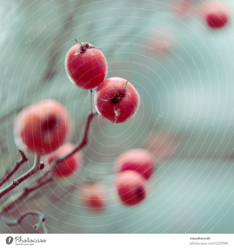 Frostfrucht Pflanze Winter Sträucher Rose Frucht rot Zweig reif Vitamin C Retro-Farben kalt Unschärfe Farbfoto Nahaufnahme Detailaufnahme Textfreiraum rechts