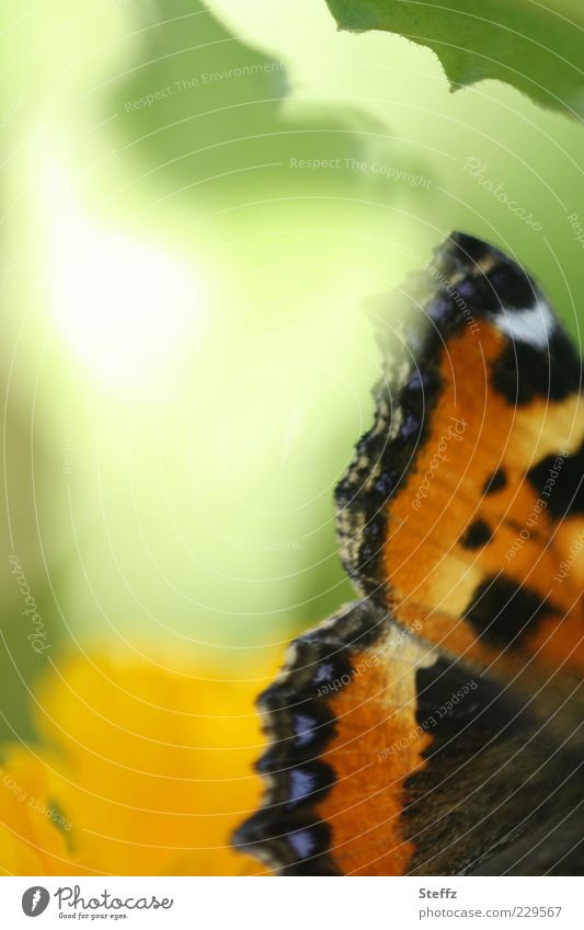 Schmetterlingsflügel - lichtvoll und märchenhaft Kleiner Fuchs heimischer Schmetterling Aglais urticae Flügel Edelfalter anders Impression Falter Lichtstimmung