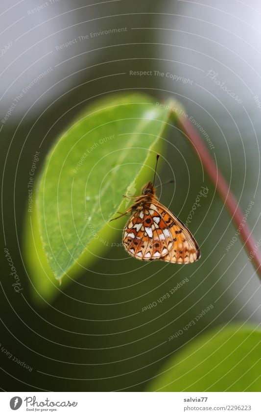 Flugbetrieb eingestellt Umwelt Natur Pflanze Tier Blatt Schmetterling Flügel Insekt 1 grün Pause ruhig Schutz ausruhend Siesta Fühler unten Farbfoto