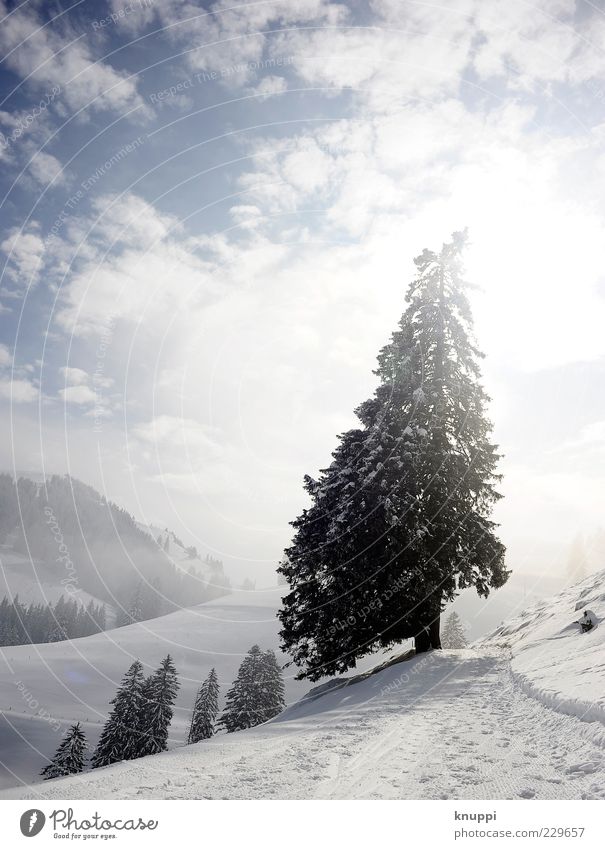 Oh Tannenbaum... Winter Schnee Berge u. Gebirge Umwelt Natur Landschaft Pflanze Wolken Sonne Sonnenlicht Nebel Baum Wald Hügel Rigi blau schwarz weiß Farbfoto