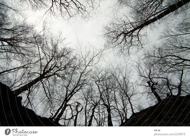 An der Kelle Himmel schlechtes Wetter Nebel Baum Wald Harz Erholung leuchten dunkel eckig grau schwarz ruhig Einsamkeit Traurigkeit Ferne Menschenleer Kontrast