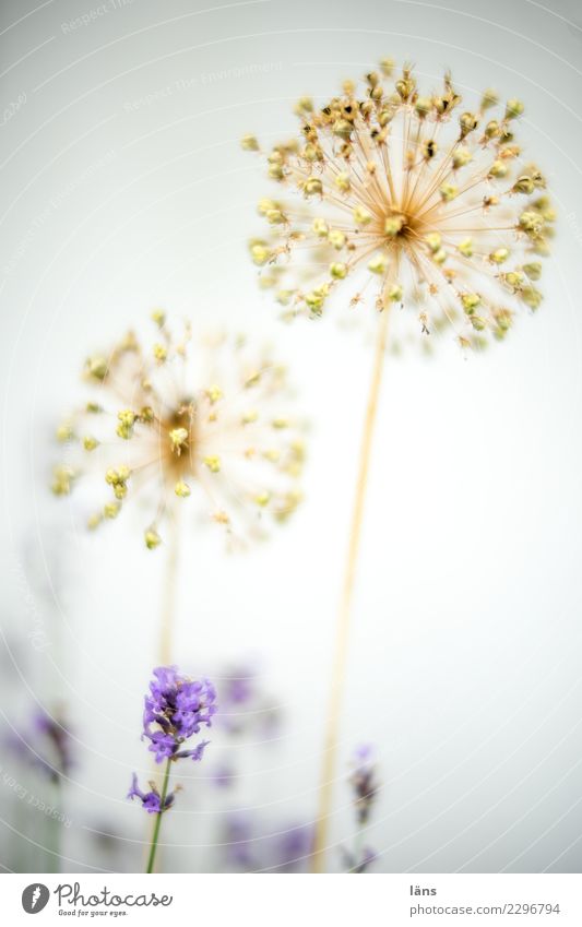 Lavendel und Zierlauch l drunter und drüber Sommer Pflanze Blüte Blühend verblüht dehydrieren Wachstum nah Farbfoto Außenaufnahme Hintergrund neutral