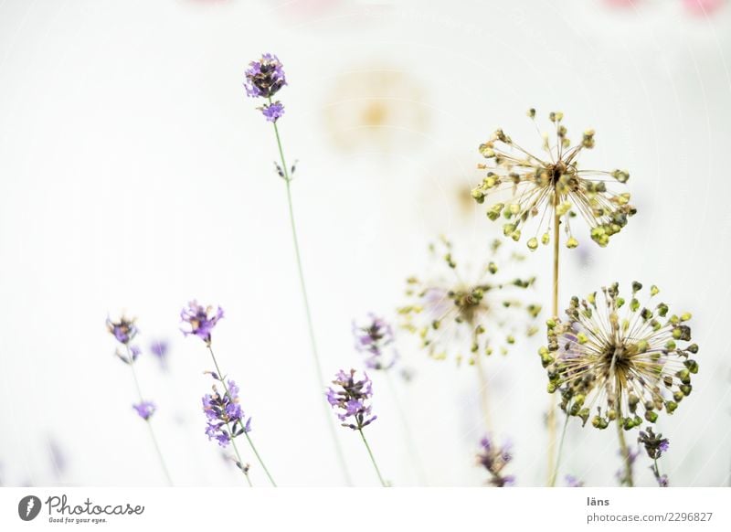 Gemengelage l Lavendel und Zierlauch Pflanze Sommer Blüte Blühend Wachstum anstrengen Farbfoto Menschenleer Textfreiraum links Textfreiraum rechts