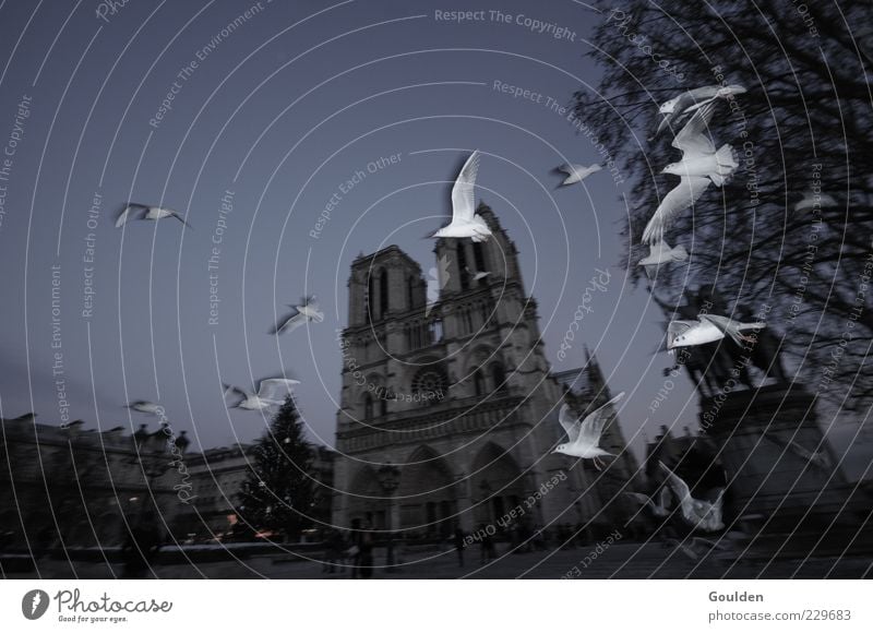 Schatz, Paris im Winter ist furchtbar schlechtes Wetter Stadt Stadtzentrum Kirche Bauwerk Architektur Sehenswürdigkeit Wahrzeichen Notre-Dame Tier Vogel Flügel