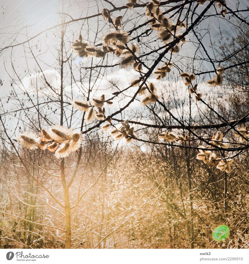 Frühblüher harmonisch Zufriedenheit ruhig Duft Umwelt Natur Landschaft Pflanze Himmel Wolken Frühling Schönes Wetter Haselnussblatt Zweig Blütenknospen weich