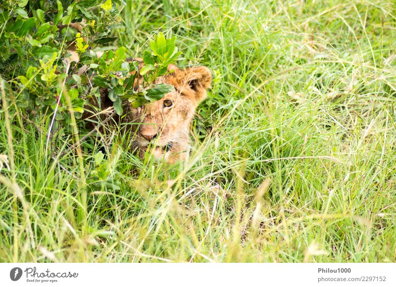 Junger Löwe im Schrubben versteckt Safari Baby Mann Erwachsene Mutter Menschengruppe Natur Tier Urwald Pelzmantel Katze klein natürlich wild gefährlich Afrika