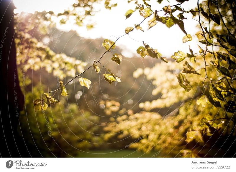 15 Uhr Kronentor 2010 Umwelt Natur Landschaft Pflanze Himmel Herbst Klima Schönes Wetter Baum Blatt Grünpflanze Zweig hell trocken Vergänglichkeit dehydrieren
