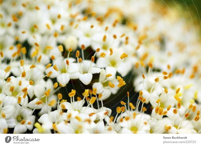 Pollenteppich Duft Umwelt Natur Pflanze Sommer Blume Blüte Blühend verblüht gelb weiß Frühlingsgefühle exotisch duftig Geruch Stempel Blütenstempel