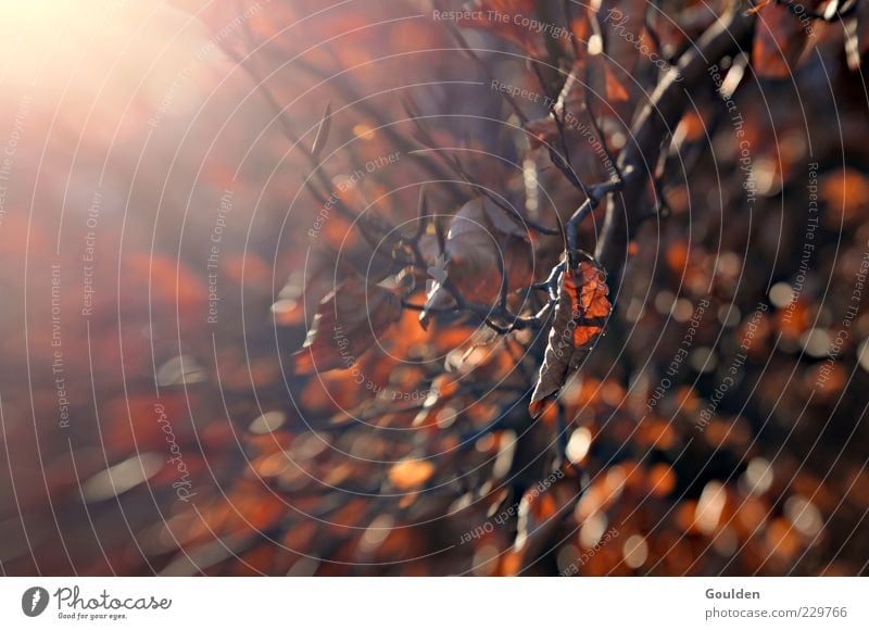 Braune Molekularbewegung ruhig Sonne Natur Herbst Dürre Baum Buche verblüht ästhetisch glänzend Beginn trocken vertrocknet Blatt Ast Lichtspiel Farbfoto