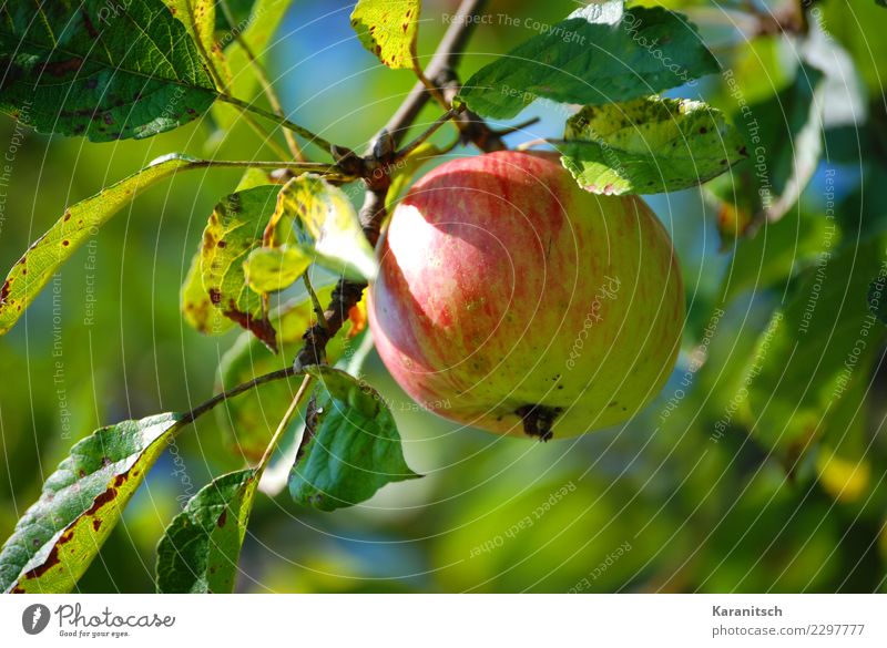 reifer Apfel am Baum Frucht Gesunde Ernährung Leben Garten Natur Blatt Essen genießen hängen Wachstum Duft frisch Gesundheit lecker nachhaltig natürlich rund