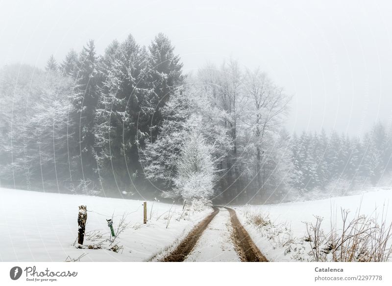 Doch noch? Es schneit,  der weg führt in den Wald Landschaft Winter schlechtes Wetter Nebel Schnee Baum Sträucher Tanne Buche Feld Wege & Pfade Zaun wandern