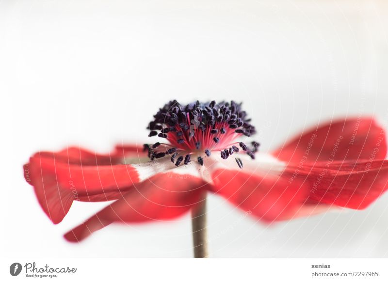 Rote Anemone Frühling Blume Blüte Anemonen Hahnenfußgewächse Stauden Blütenblatt Stengel Staubfäden weich rot schwarz weiß elegant verwundbar Farbfoto