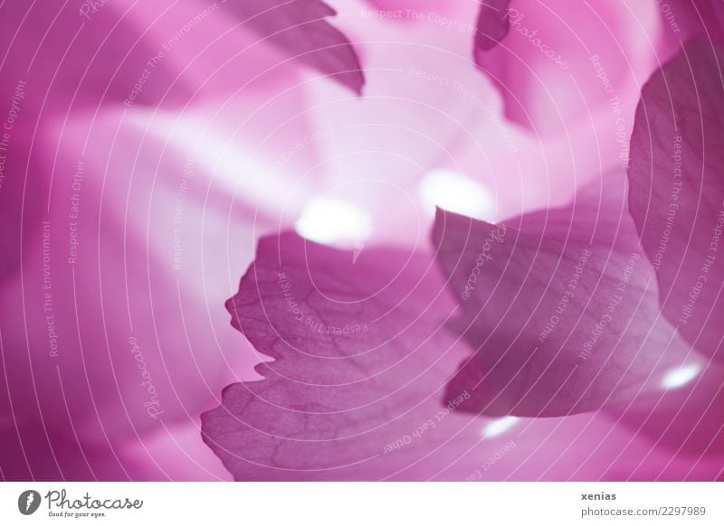 Makroaufnahme: zwei Lichtpunkte zwischen den rosa Blütenblättern einer Kirschblüte Zierkirsche Sonnenlicht Frühling Kirschblüten Blütenblatt leuchten weich weiß
