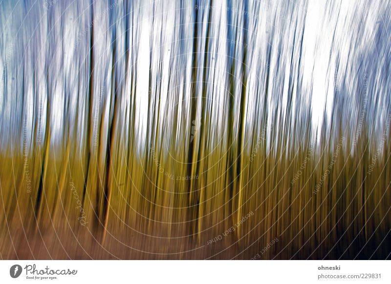 Wald Umwelt Natur Himmel Baum Baumstamm grün Panning Farbfoto Experiment Tag Langzeitbelichtung Bewegungsunschärfe Unschärfe skurril Menschenleer Außenaufnahme