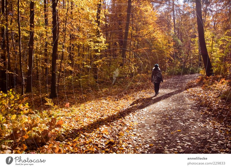 Herbstspaziergang Freizeit & Hobby Ausflug wandern Mensch Frau Erwachsene 1 Umwelt Natur Landschaft Klima Wetter Schönes Wetter Wald Wege & Pfade gehen laufen