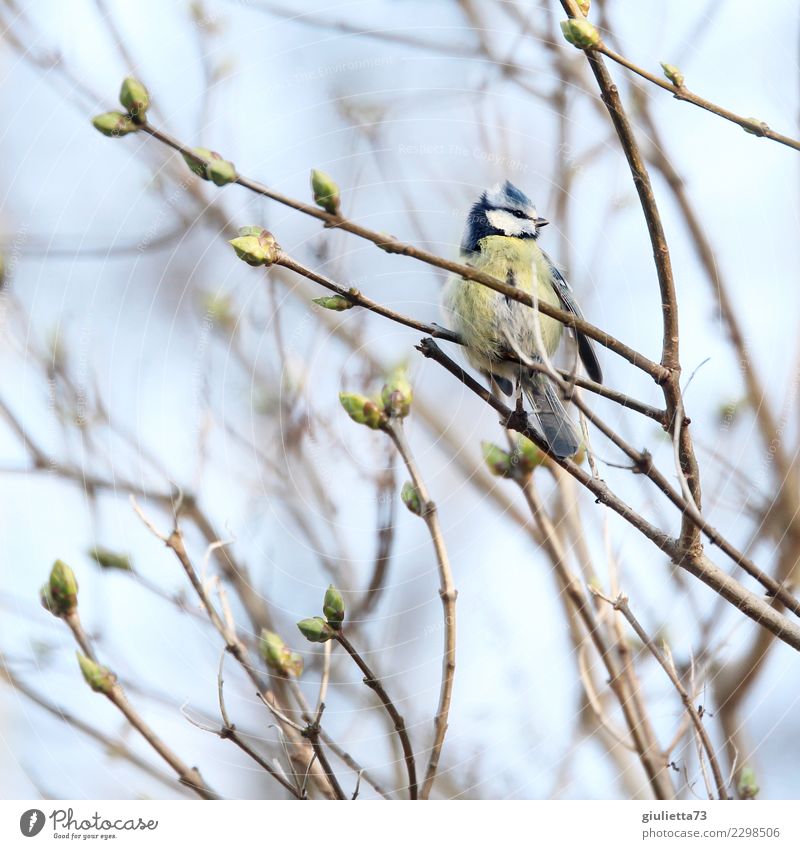 Frühlingserwachen Schönes Wetter Vogel Meisen Blaumeise 1 Tier beobachten schön klein natürlich niedlich positiv Zufriedenheit Sehnsucht Beginn Idylle