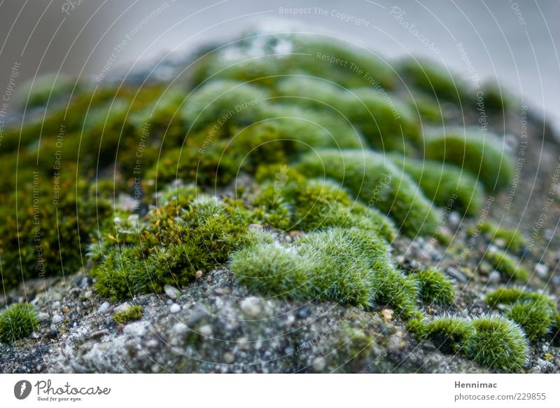 Mikrobenland. Duft Natur Pflanze Moos Grünpflanze Wildpflanze Felsen Stein natürlich grau grün Leben weich Unschärfe ausbreiten verbreiten bedeckt Lebewesen