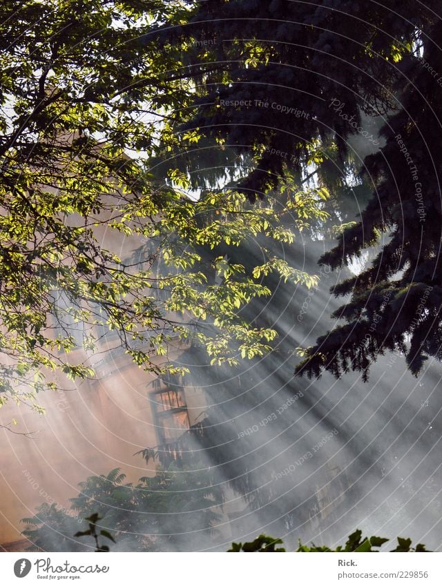 .Nebelschwaden Haus Umwelt Natur Pflanze Urelemente Luft Wasser Sonne Sonnenlicht Sommer Baum Blatt Wald Menschenleer Einfamilienhaus Mauer Wand hell grün