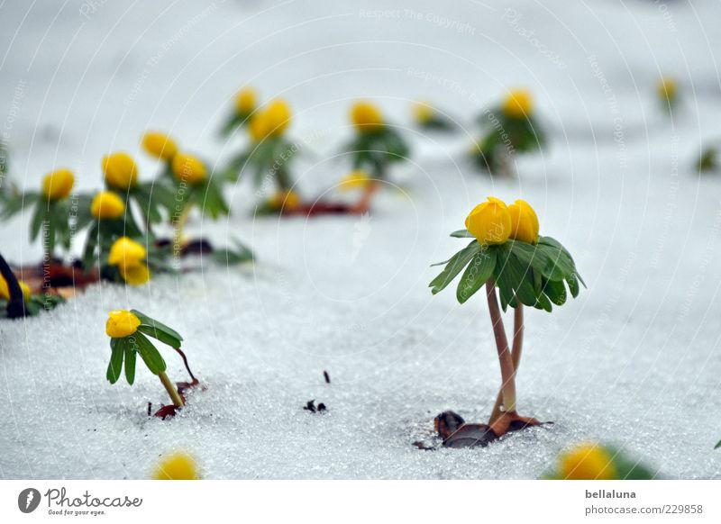 Mädels, für euch! Natur Pflanze Winter Eis Frost Schnee schön Frühblüher Winterlinge Farbfoto mehrfarbig Außenaufnahme Nahaufnahme Morgen Tag Licht